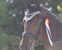 dressage horse Desperado 282 (Hanoverian, 2013, from Destano)