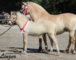 horse Thabo (Fjord Horse, 2018, from Mr. Tveiten N.2591)