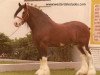 Deckhengst Bardrill Strathmore (Clydesdale, 1968, von Torrs Renown)