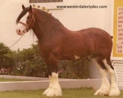 Deckhengst Bardrill Strathmore (Clydesdale, 1968, von Torrs Renown)