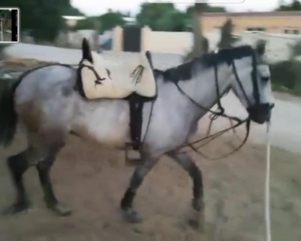 Pferd MARINO (Hispano-Araber, 2015)