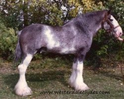 stallion Clydeslea Millisle Venture (Clydesdale, 1979, from Millisle Print)