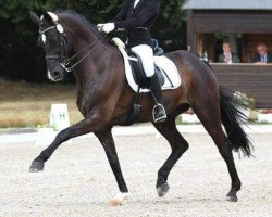 dressage horse Shadow 678 (Rhinelander, 2009, from San Amour I)