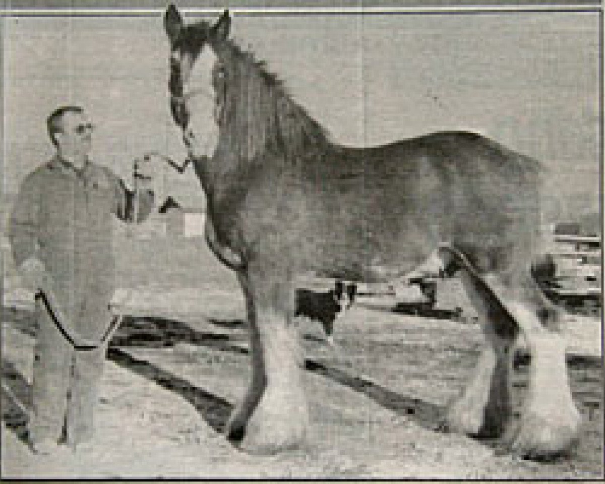 Deckhengst Greendykes Inspiration (Clydesdale, 1982, von Doura Masterstroke)