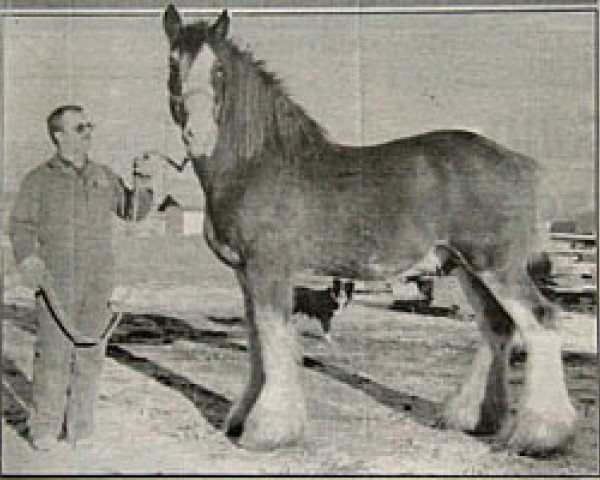 Deckhengst Greendykes Inspiration (Clydesdale, 1982, von Doura Masterstroke)