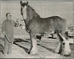 stallion Greendykes Inspiration (Clydesdale, 1982, from Doura Masterstroke)