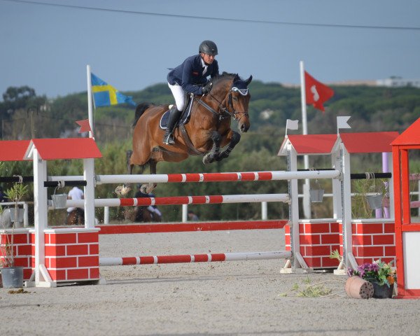 jumper Baron Wz (German Sport Horse, 2008, from Balou du Rouet)