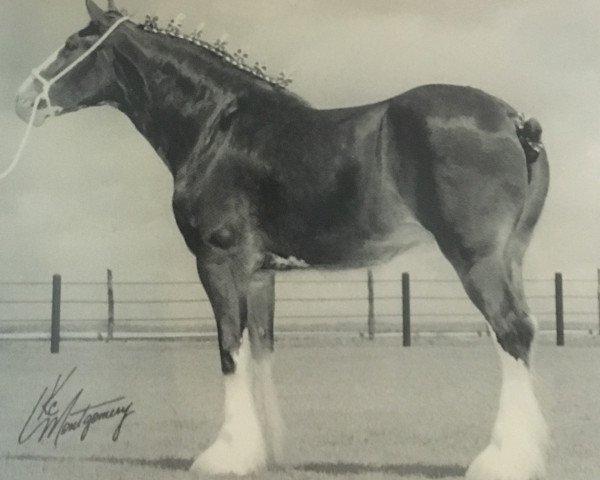 broodmare Liberty Knolls Grandeur's Melody (Clydesdale, 1998, from Live Oak Grandeur)