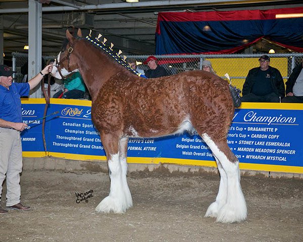 stallion Gor-Dey Key (Clydesdale, 2015, from 2S Above All's Mister Keynote)