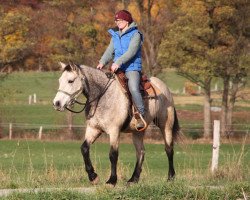 Pferd Buster (Connemara-Pony, 2015)