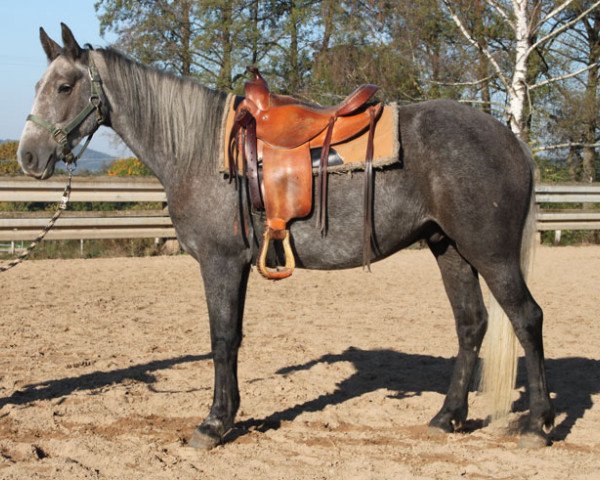 Pferd Rob (Connemara-Pony, 2014)