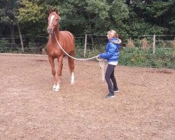 dressage horse Deluxe (Württemberger, 2009, from Dr. Bon Jovi)