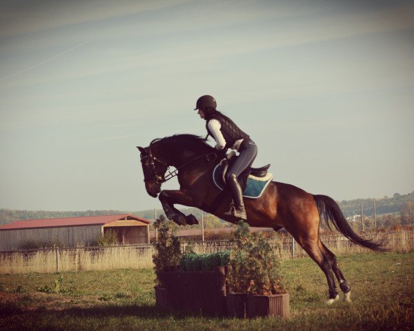 dressage horse Sir Stanley 15 (German Riding Pony, 2013, from Strahlemann)