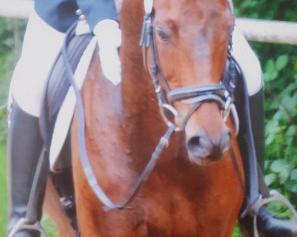 dressage horse Giant Rush xx (Thoroughbred, 2004)