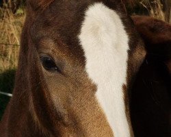 dressage horse Greta Garbo (Deutsches Reitpony, 2018, from Herzkoenig NRW)