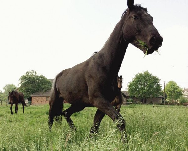 broodmare D'Amour de Cheval (Westphalian, 2007, from Dream On)