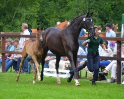 broodmare Donauwelt (Oldenburg, 1998, from Welt Hit I O)