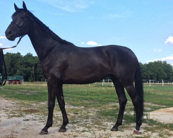 dressage horse First Time HP (Hanoverian, 2015, from Blue Hors First Choice)