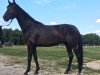 Dressurpferd First Time HP (Hannoveraner, 2015, von Blue Hors First Choice)