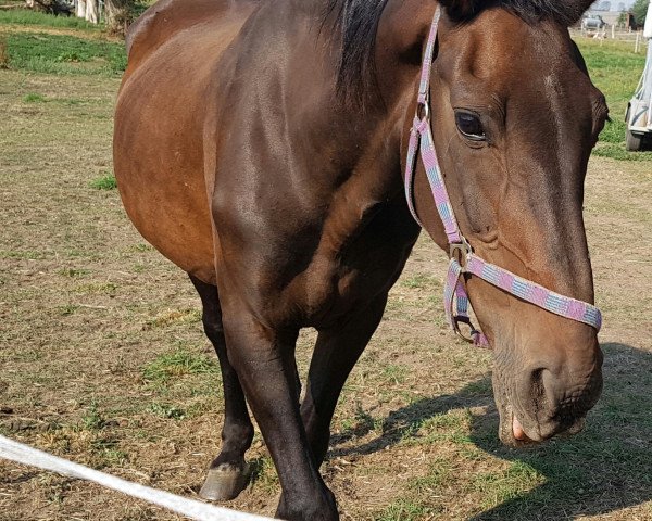 Pferd Weiona (Hannoveraner, 1993, von DE 331310907788)