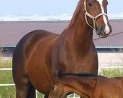 broodmare Darling (Hanoverian, 2001, from De Niro)