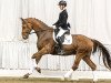 dressage horse Daiquiri 127 (Hanoverian, 2014, from Don Frederico)