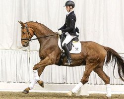 dressage horse Daiquiri 127 (Hanoverian, 2014, from Don Frederico)