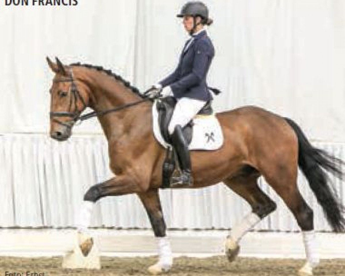 dressage horse Ducan Duckstein (Hanoverian, 2013, from Don Frederico)