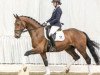 dressage horse Ducan Duckstein (Hanoverian, 2013, from Don Frederico)