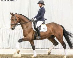 dressage horse Ducan Duckstein (Hanoverian, 2013, from Don Frederico)