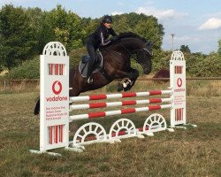 jumper Pajero M (German Sport Horse, 2004, from Pasolini)