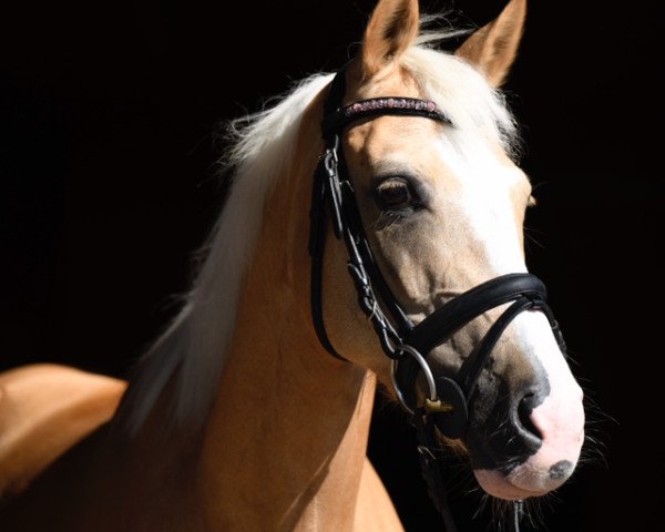 dressage horse Golden Valentine 2 (German Riding Pony, 2008, from Golden Dandy)