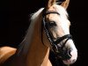 dressage horse Golden Valentine 2 (German Riding Pony, 2008, from Golden Dandy)