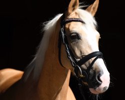 Dressurpferd Golden Valentine 2 (Deutsches Reitpony, 2008, von Golden Dandy)