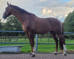 dressage horse Der Boss B (Westphalian, 2012, from Don Juan de Hus)