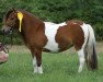 broodmare Niederbroks First Lady (Shetland pony (under 87 cm), 2015, from Gorden B)