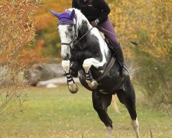 jumper Coloured Saturday R 2 (Trakehner, 2014, from Sheridan M)