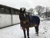 Springpferd Roksanne Minotiere (Selle Français, 2005, von Lifting Minotiere)