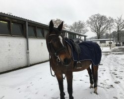 Springpferd Roksanne Minotiere (Selle Français, 2005, von Lifting Minotiere)