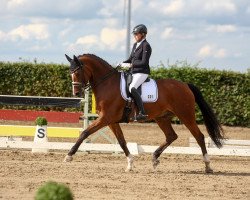 dressage horse Sidney 179 (Oldenburg, 2008, from Sir Donnerhall I)