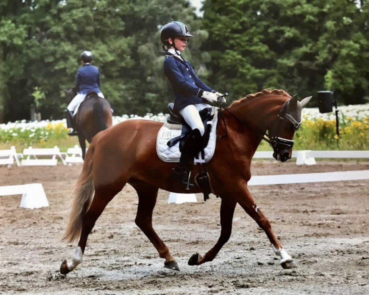 dressage horse Narnia 12 (German Riding Pony, 2006, from Charm of Nibelungen)