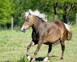 Zuchtstute Bonita (Deutsches Classic Pony, 2005, von Jossy)