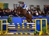 stallion Caesar Z (Zangersheide riding horse, 2013, from Chacco-Blue)