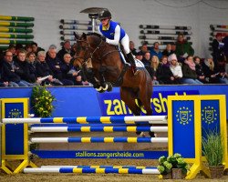 stallion Caesar Z (Zangersheide riding horse, 2013, from Chacco-Blue)