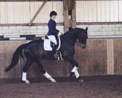 dressage horse Warolus 2 (Hanoverian, 2008, from Weltruhm)