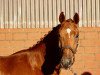 dressage horse Beat Mee (Danish Warmblood, 2015, from Boegegaardens Boney M)