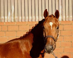 dressage horse Beat Mee (Danish Warmblood, 2015, from Boegegaardens Boney M)