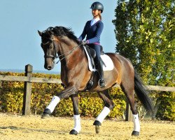 dressage horse Eye Catcher 7 (KWPN (Royal Dutch Sporthorse), 2009, from Tuschinski)