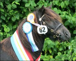 broodmare Trüffel von Kessen (Shetland Pony, 2012, from O'Neill Sidd.)