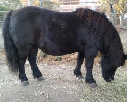 Zuchtstute Pia (Shetland Pony, 1999, von Whymper II)